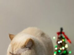 Felices Fiestas Tecnogeeks!